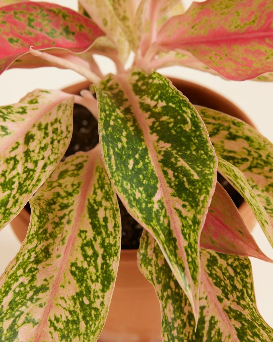 prosperity aglaonema Aglaonema Prosperity – NABAT