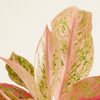 Aglaonema Prosperity