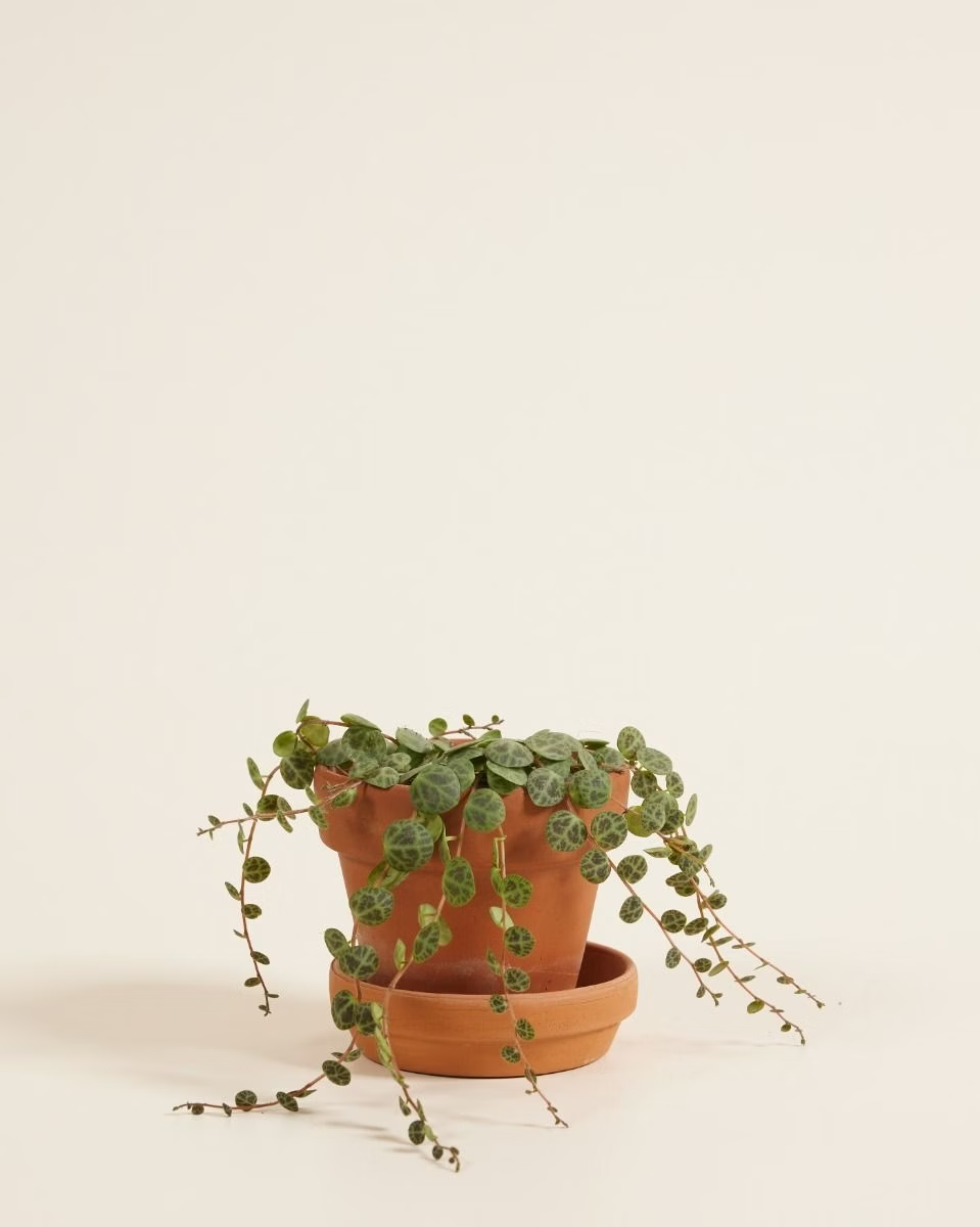 Baby Peperomia Prostrata (String of Turtles) بيبيروميا