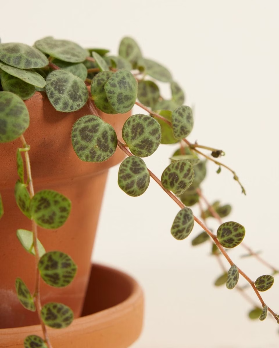 Baby Peperomia Prostrata (String of Turtles) بيبيروميا