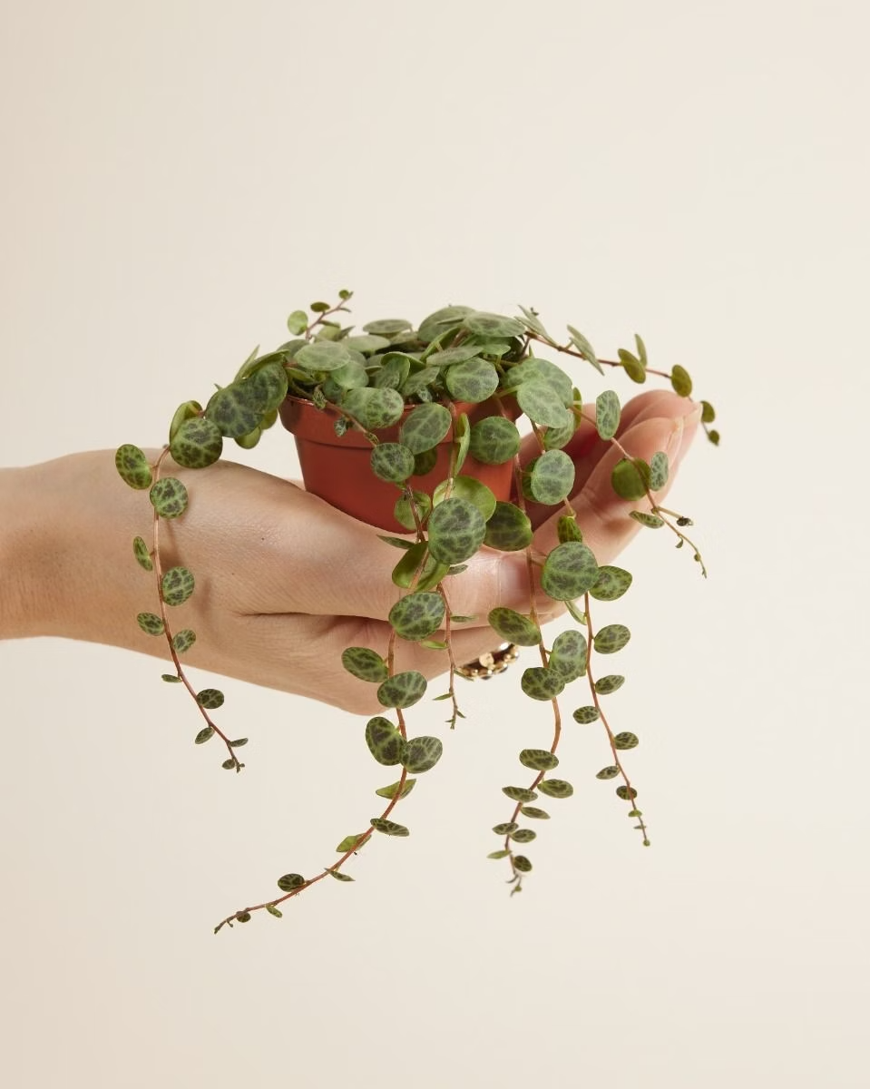 Baby Peperomia Prostrata (String of Turtles) بيبيروميا