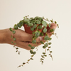 Baby Peperomia Prostrata (String of Turtles) بيبيروميا