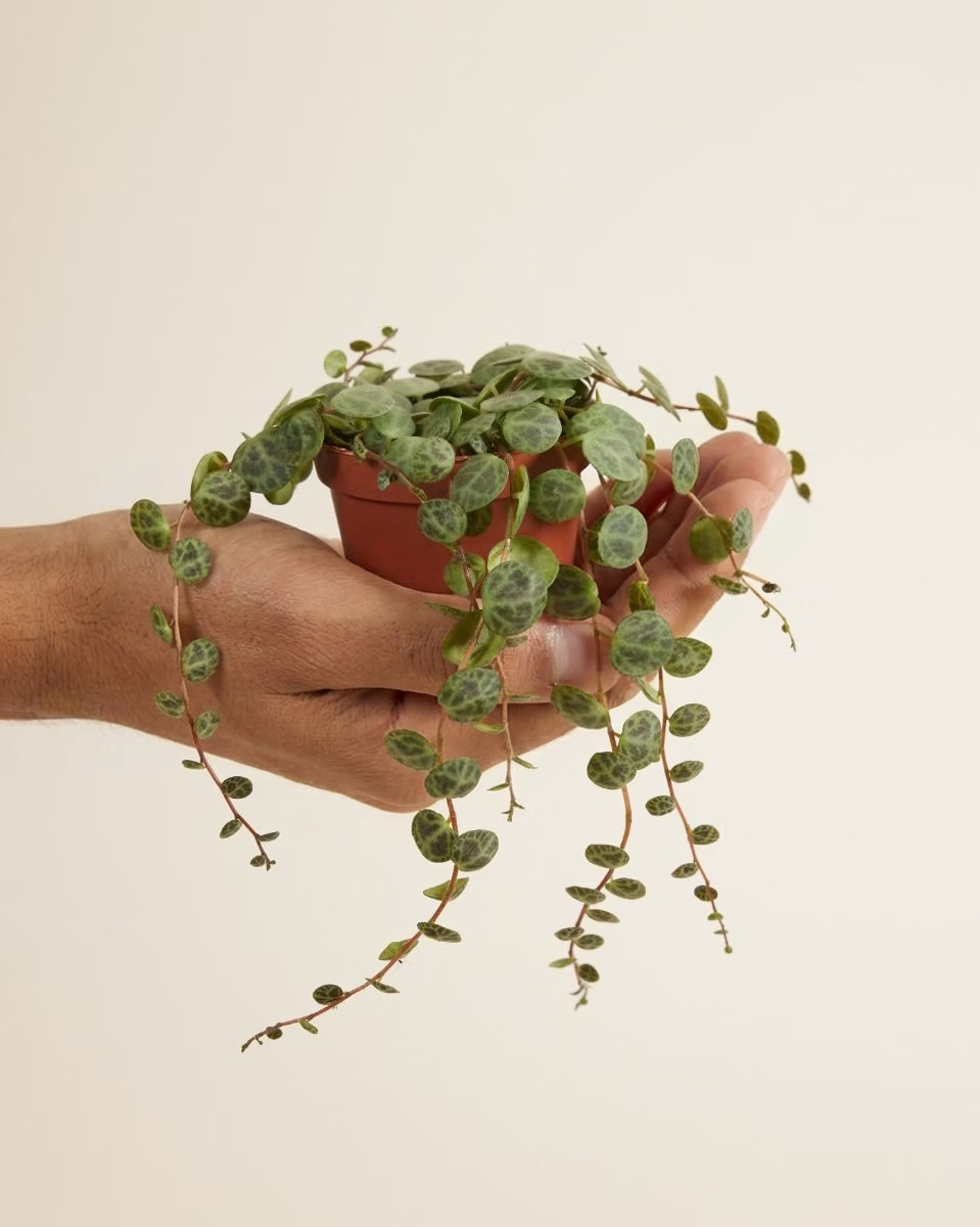 Baby Peperomia Prostrata (String of Turtles) بيبيروميا