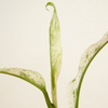 Rhaphidophora Puberula Variegata