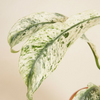 Rhaphidophora Puberula Variegata