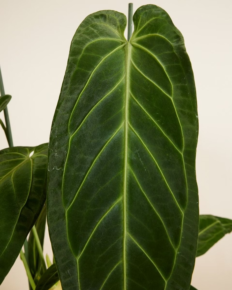 queen anthurium dark form Queen Anthurium (Warocqueanum) – NABAT