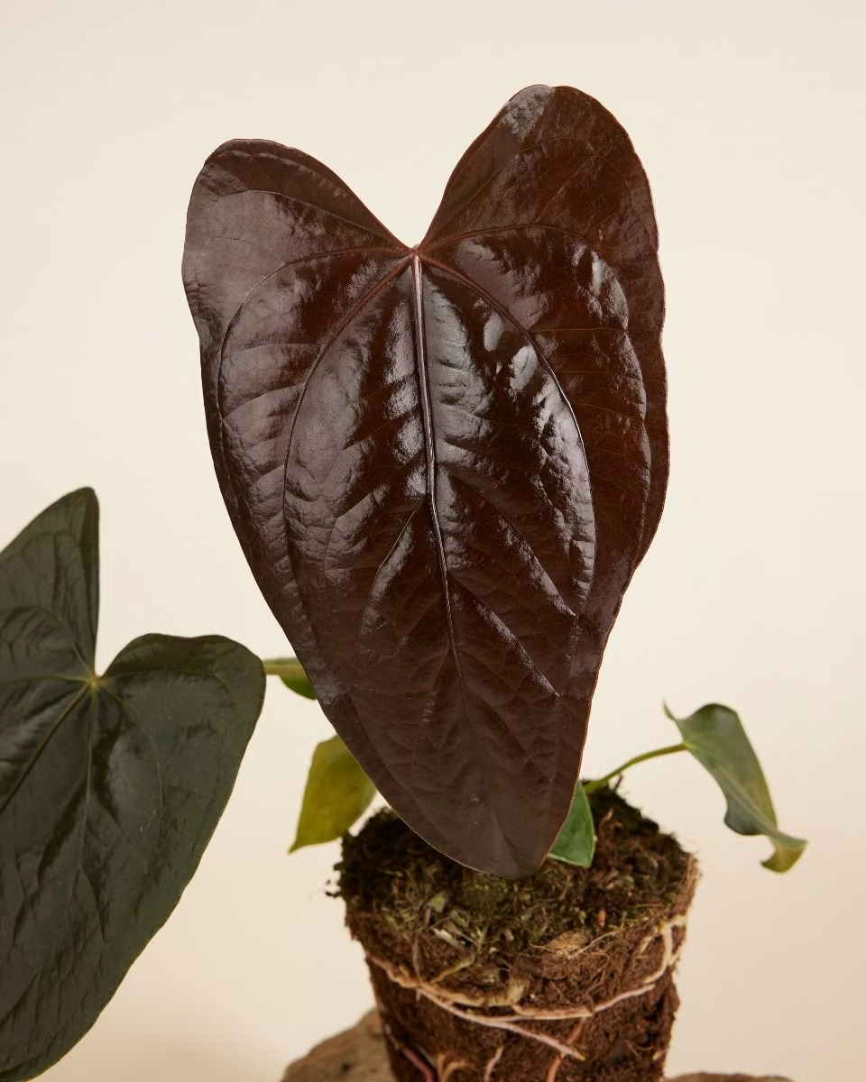 Dark green heart-shaped leaves of a plant on a beige background Anthurium Queen of Hearts
