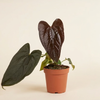 Potted Anthurium Queen of Hearts plant with large dark green leaves on a beige background