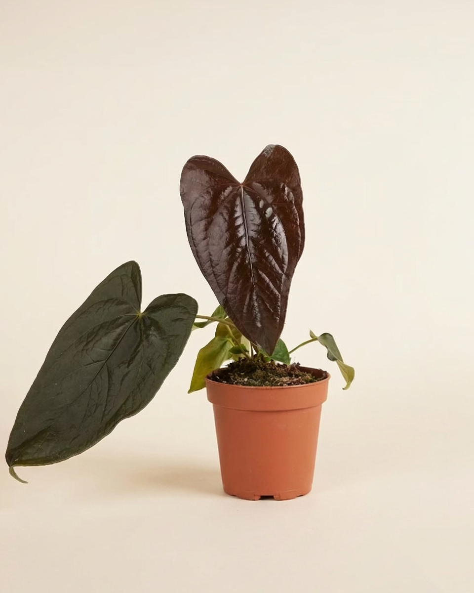 Potted Anthurium Queen of Hearts plant with large dark green leaves on a beige background