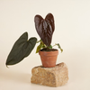 Potted Anthurium Queen of Hearts plant with large dark green leaves on a stone block with a plain background