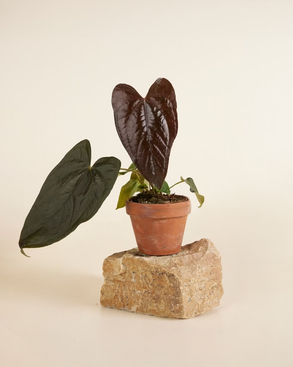 Anthurium Queen of Hearts أنثوريوم كوين