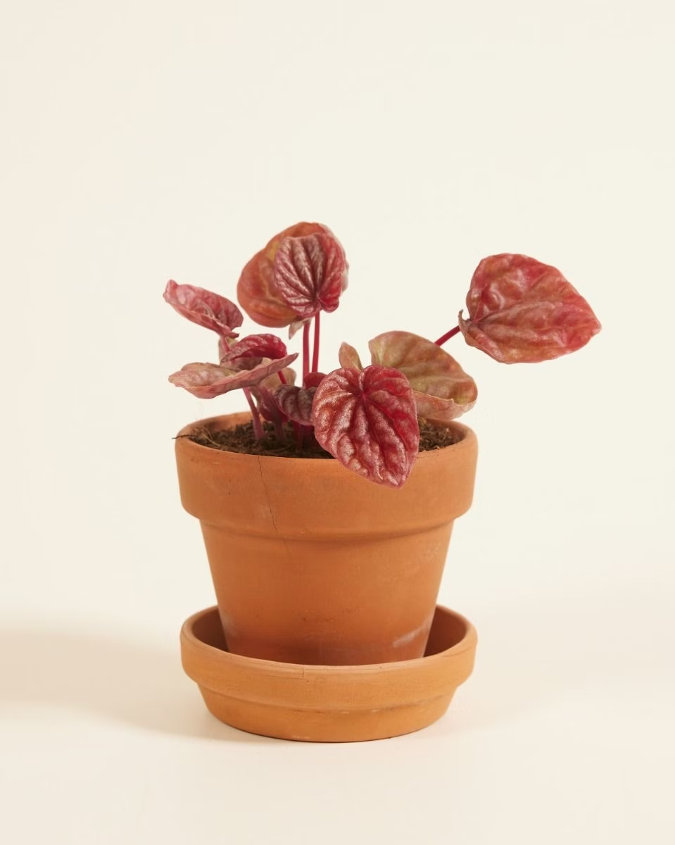 Baby Peperomia Quito نبات داخلي بيبيروميا