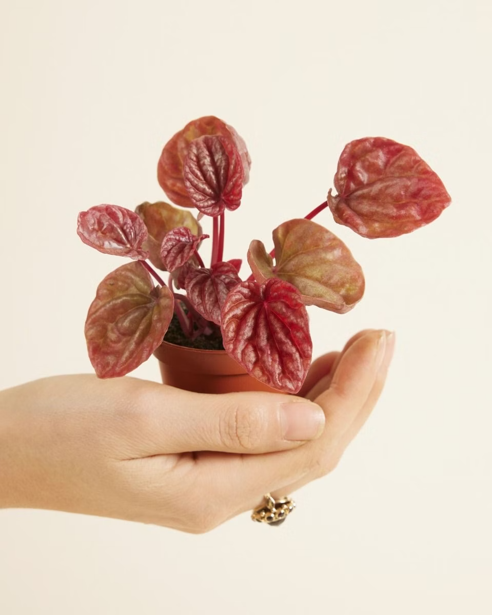Baby Peperomia Quito نبات داخلي بيبيروميا