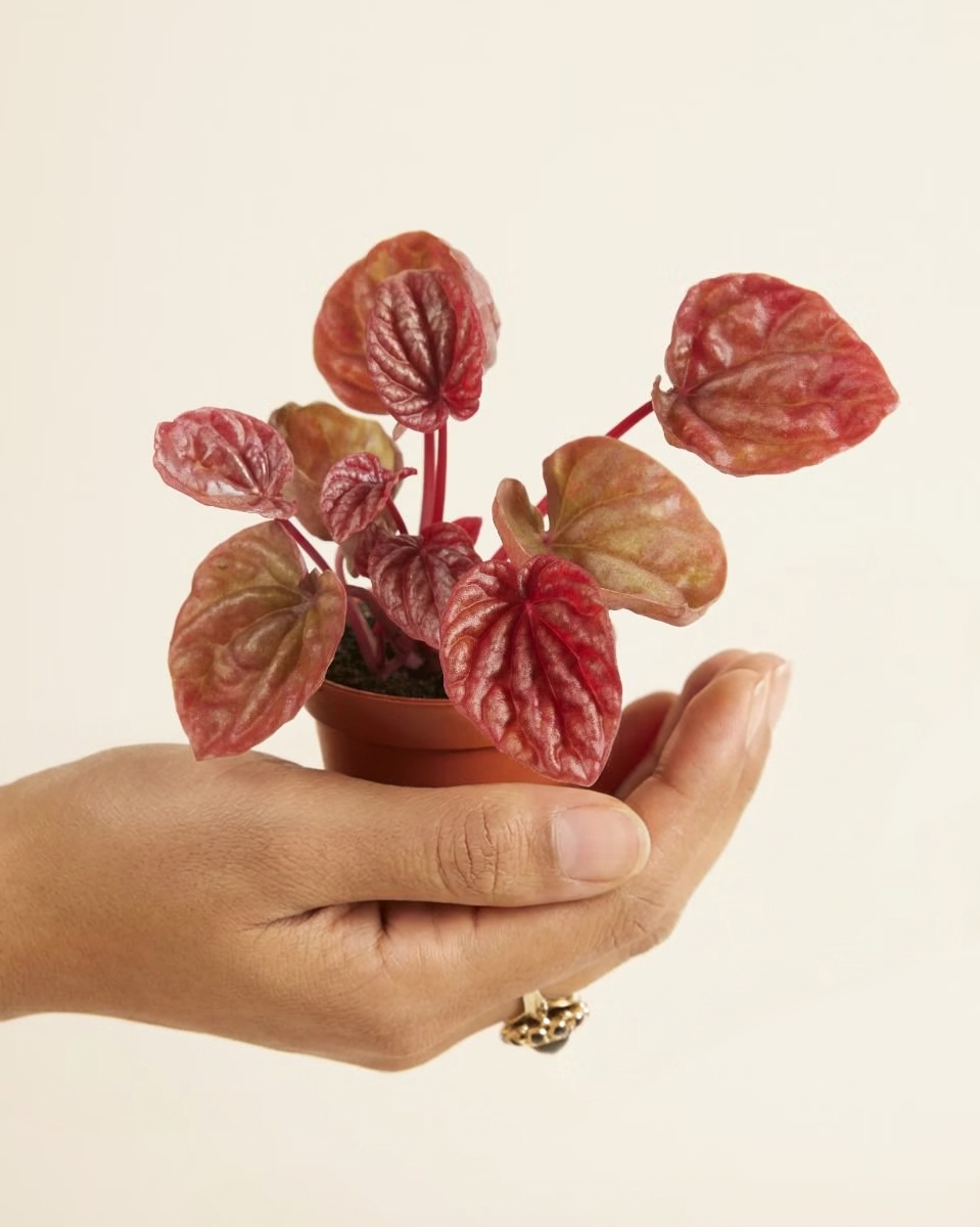 Hand holding a small potted plant with red and green leaves against a beige background