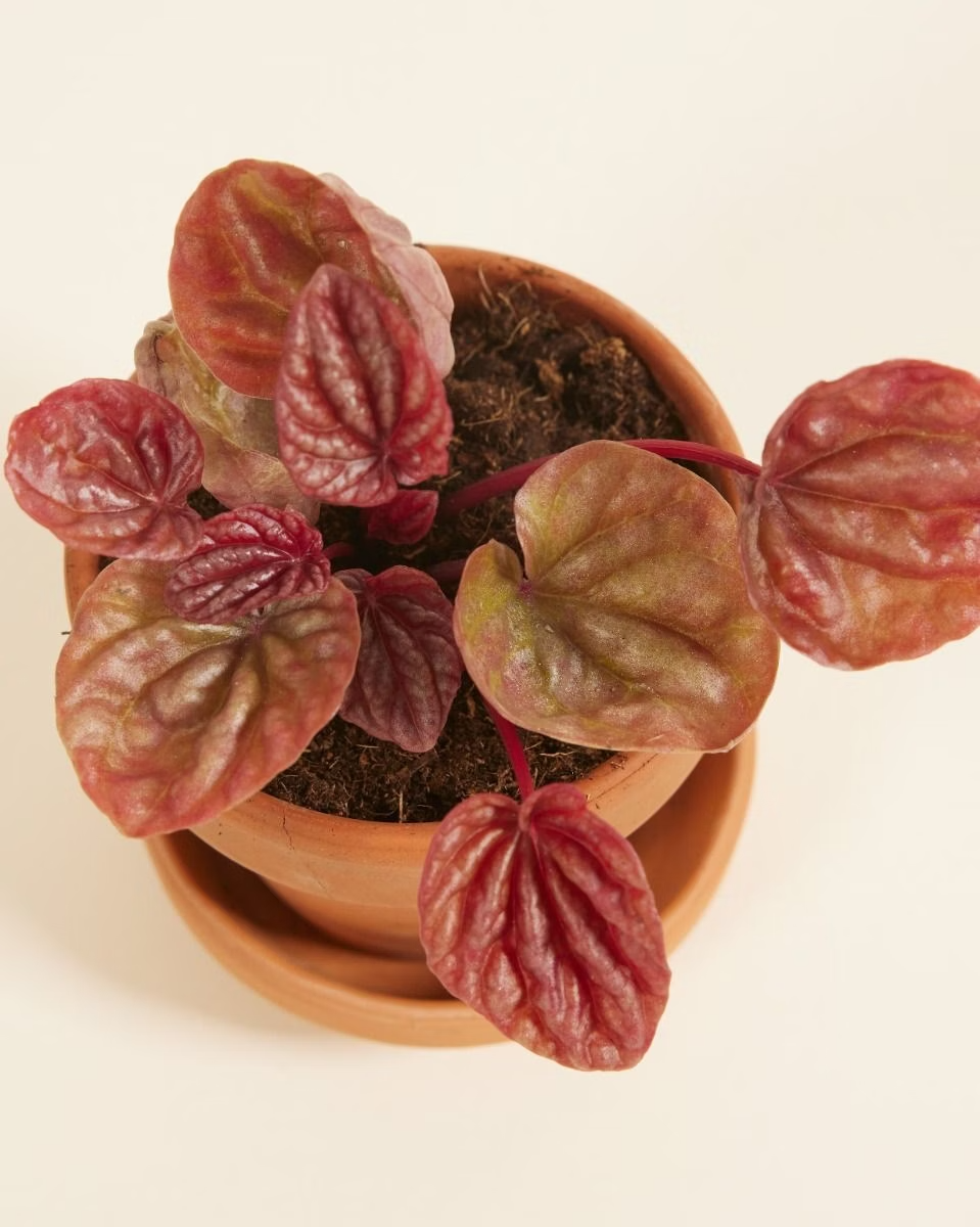 Baby Peperomia Quito نبات داخلي بيبيروميا