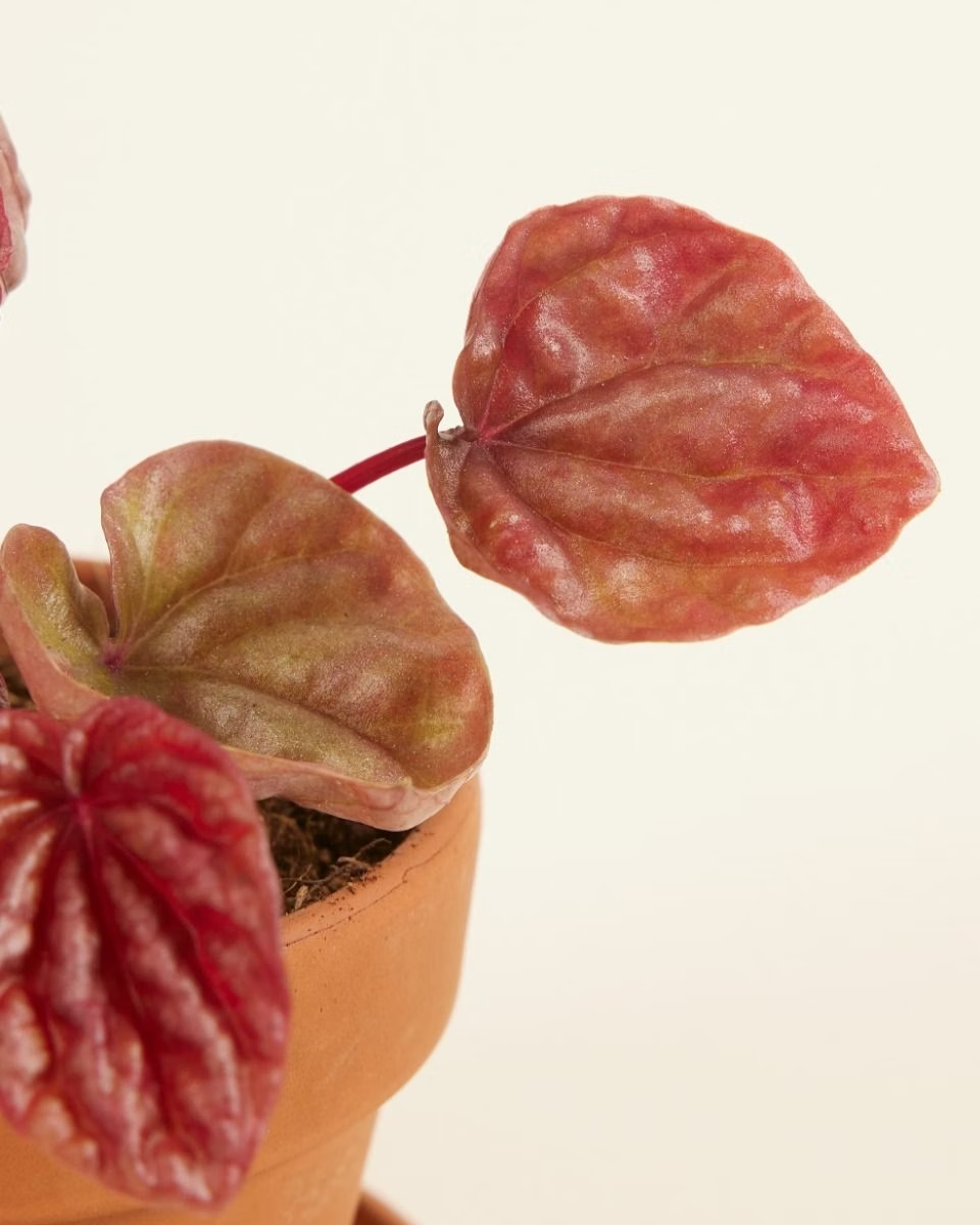 Baby Peperomia Quito نبات داخلي بيبيروميا