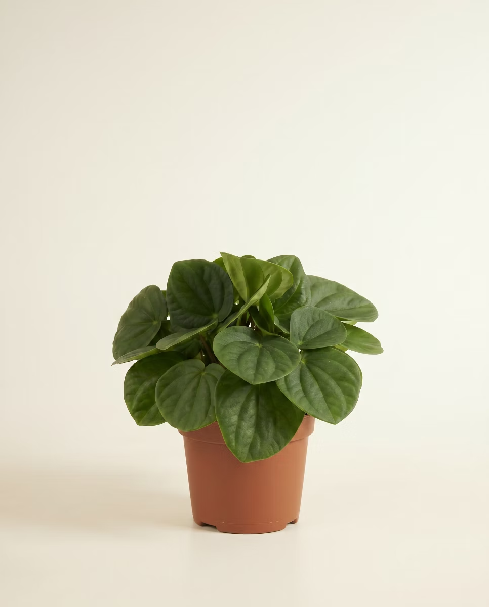 Peperomia Rana Verde (Radiator plant)