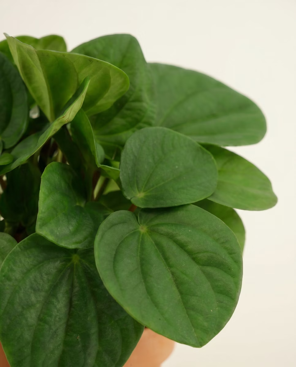 Peperomia Rana Verde (Radiator plant)