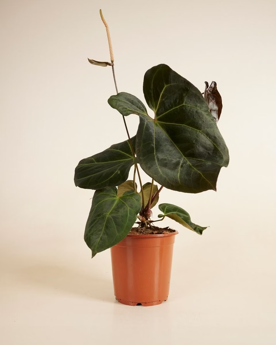 صندوق الاستدامة للنباتات النادرة – حجم كبير