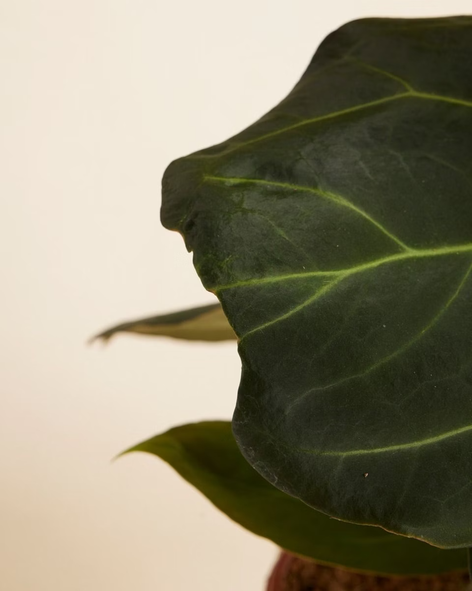 صندوق الاستدامة للنباتات النادرة – حجم كبير