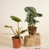 Rare plants sustainability box Medium