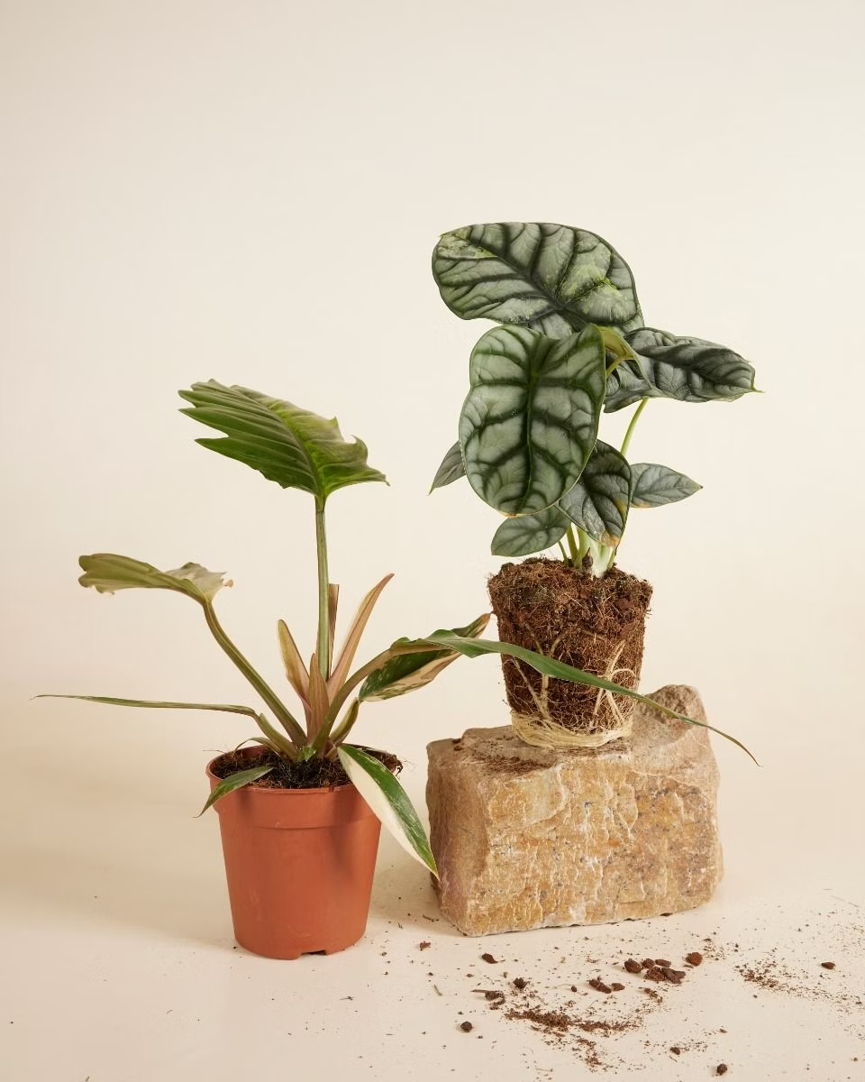 صندوق النباتات النادرة المستدام – حجم متوسط