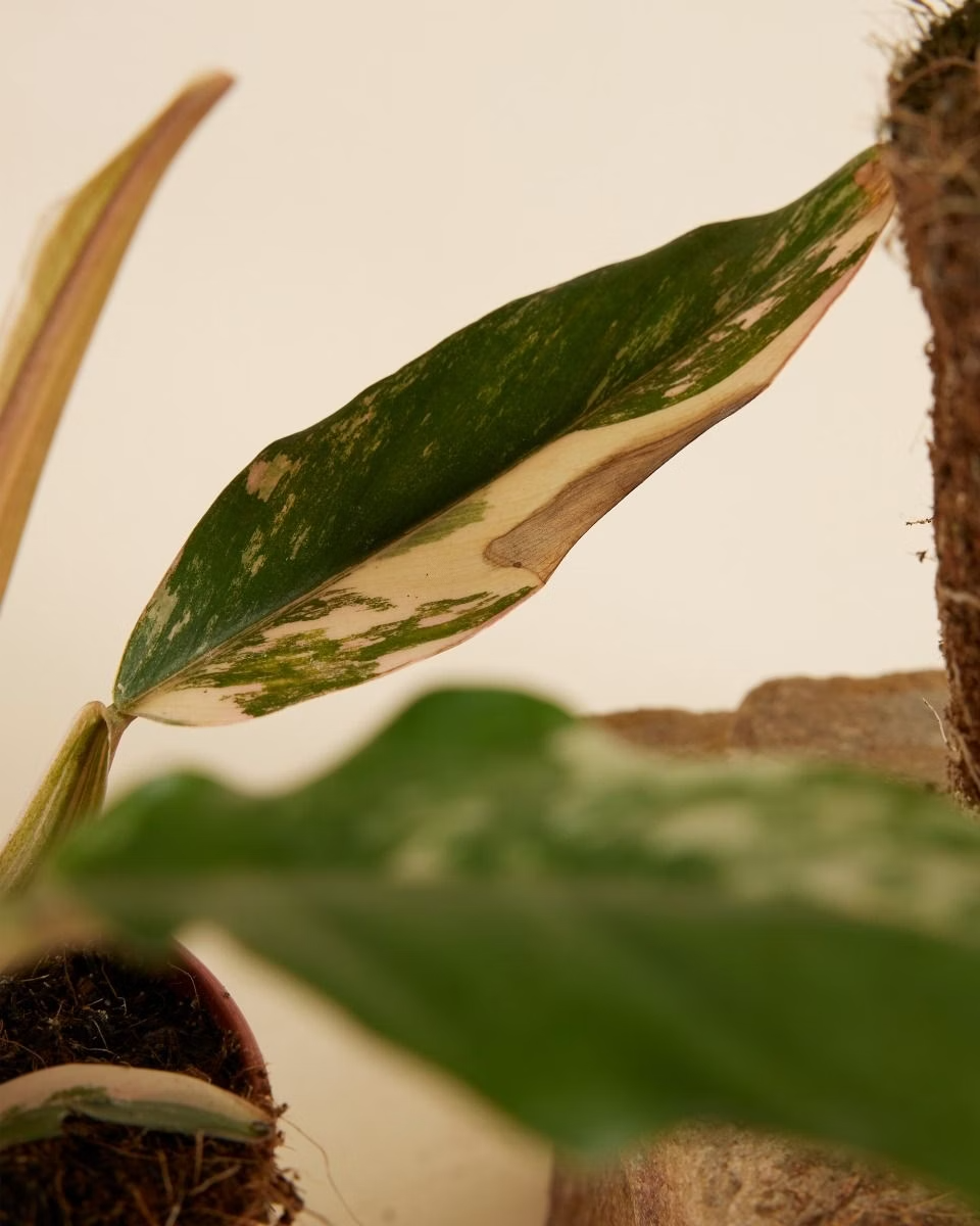 صندوق النباتات النادرة المستدام – حجم متوسط