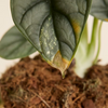 Rare plants sustainability box Medium