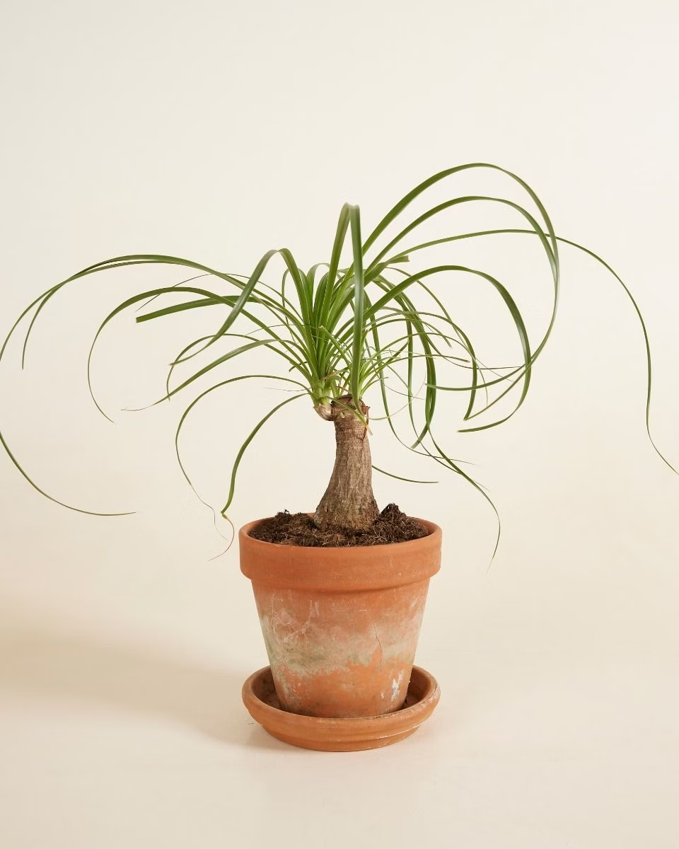 Beaucarnea Recurvata (Ponytail Palm) شجرة نولينا رجل الفيل