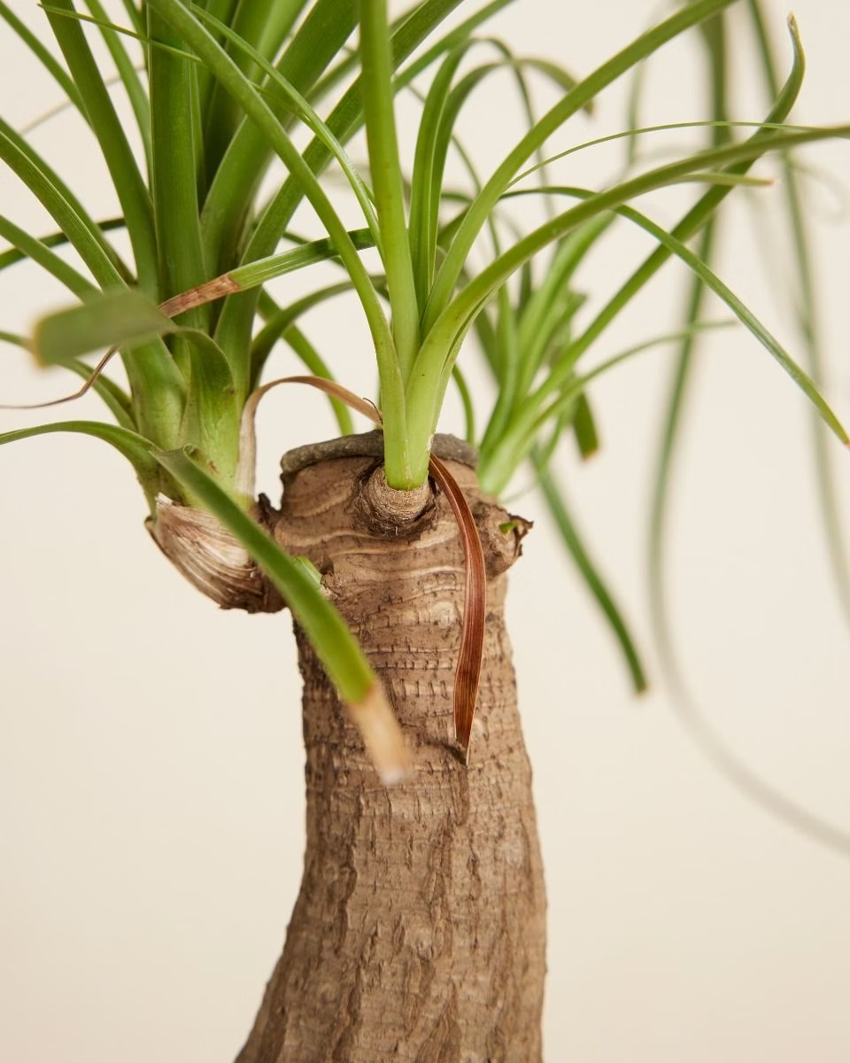 Beaucarnea Recurvata (Ponytail Palm) شجرة نولينا رجل الفيل