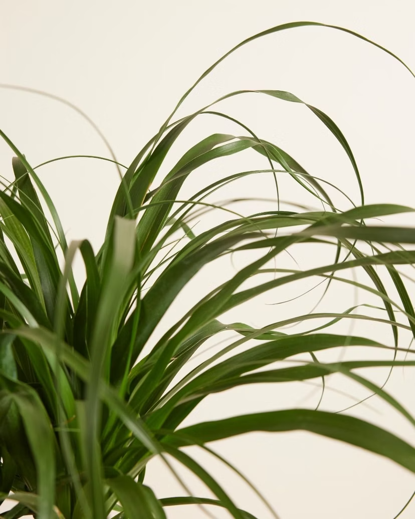 Beaucarnea Recurvata (Ponytail Palm)