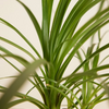 Beaucarnea Recurvata (Ponytail Palm) شجرة نولينا رجل الفيل