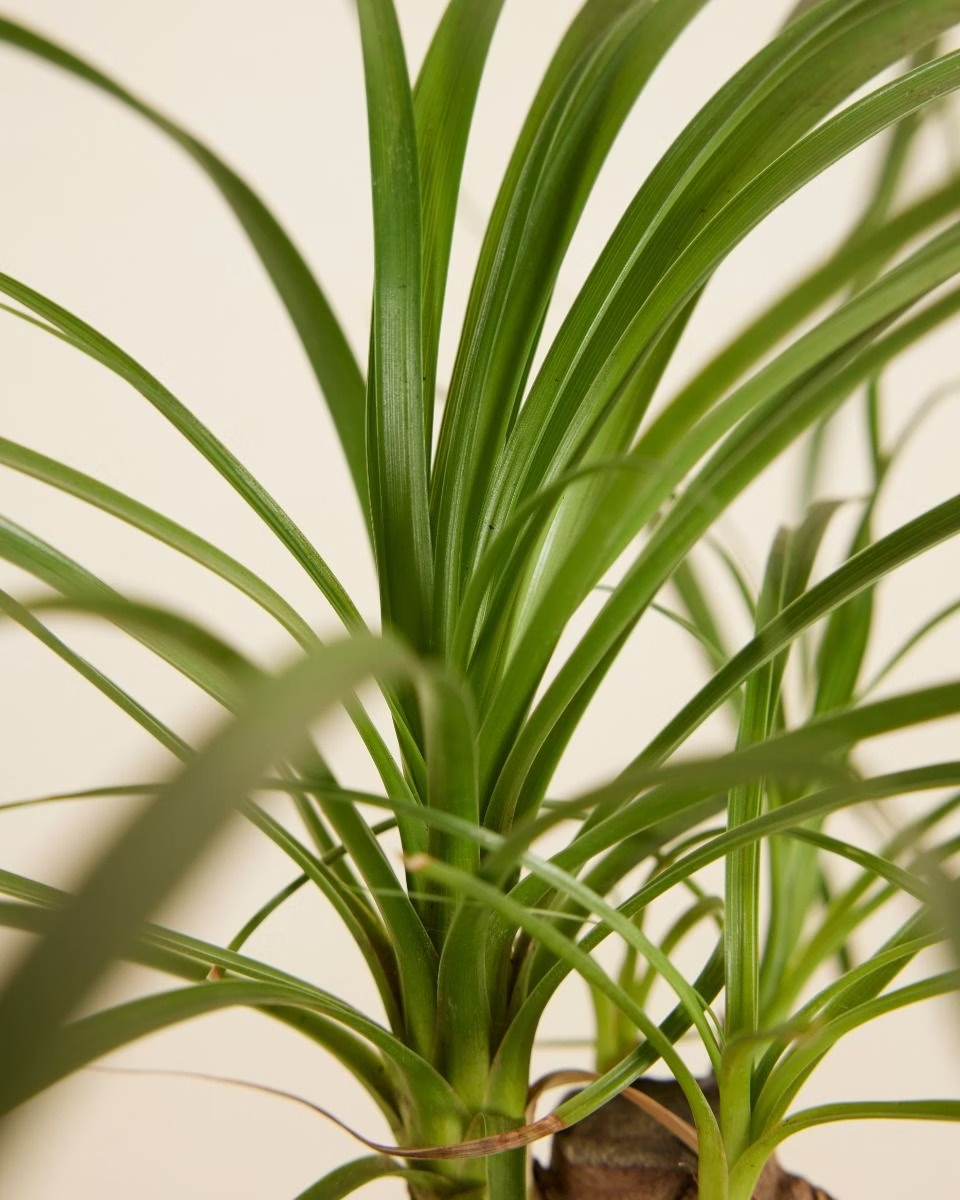 Beaucarnea Recurvata (Ponytail Palm) شجرة نولينا رجل الفيل
