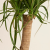 Beaucarnea Recurvata (Ponytail Palm)