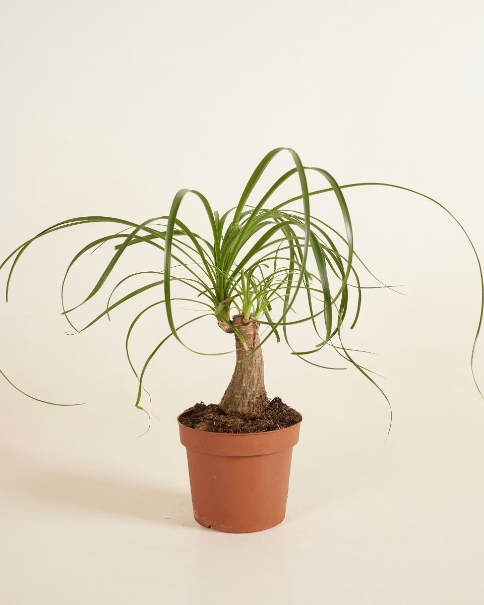 Beaucarnea Recurvata (Ponytail Palm) شجرة نولينا رجل الفيل
