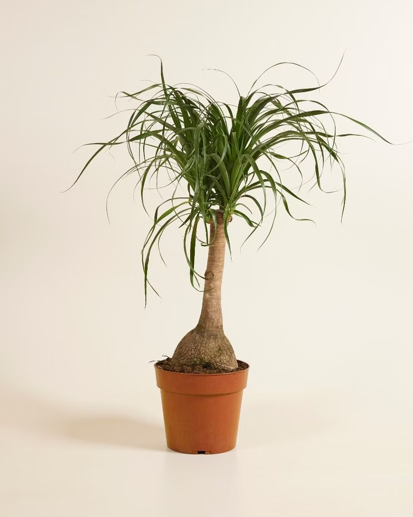 Beaucarnea Recurvata (Ponytail Palm)