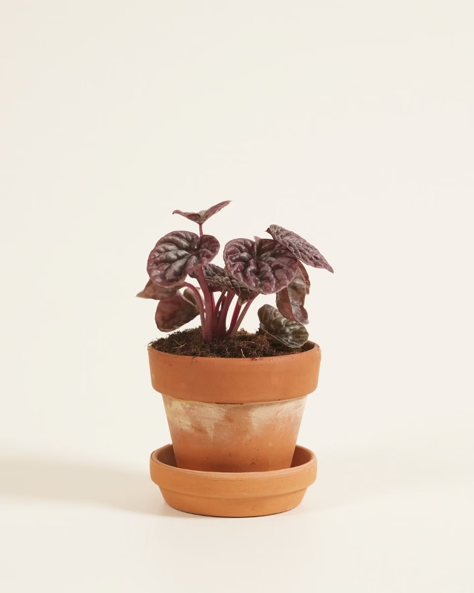 Baby Peperomia Red Luna نبات داخلي بيبيروميا
