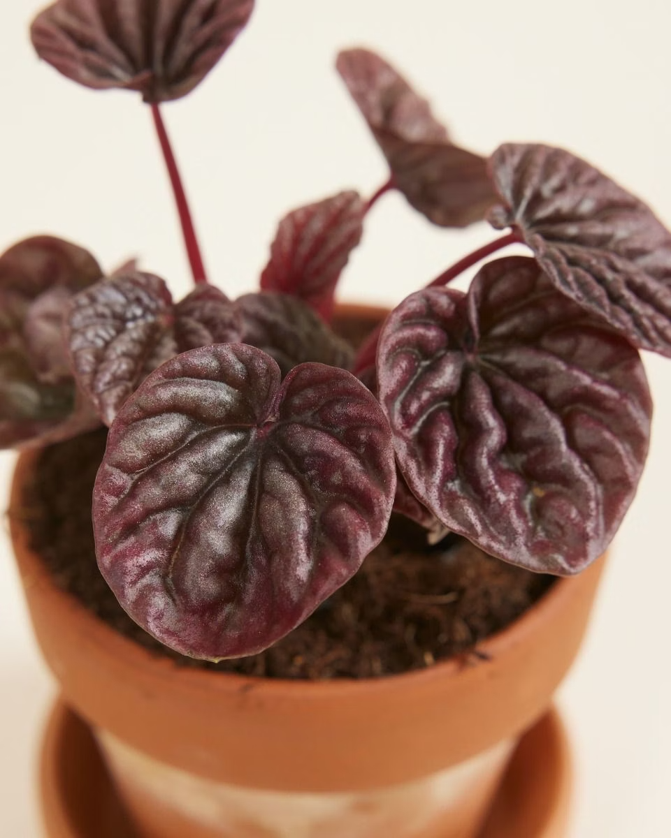 Baby Peperomia Red Luna نبات داخلي بيبيروميا
