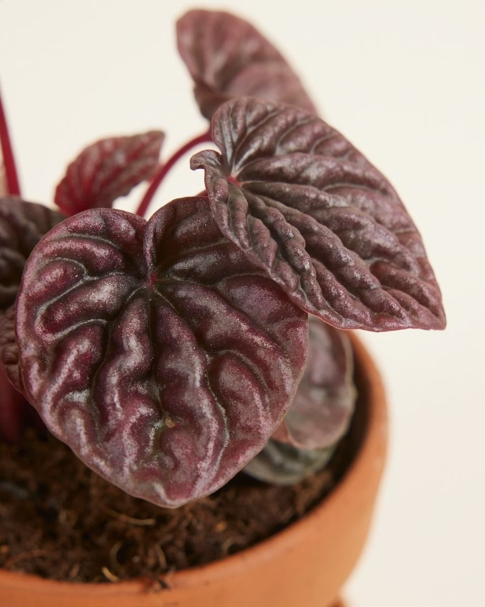 Baby Peperomia Red Luna نبات داخلي بيبيروميا