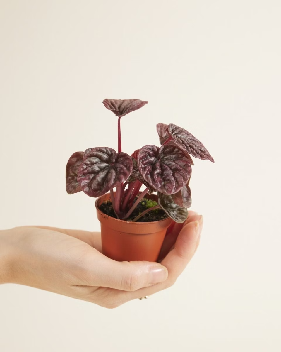 Baby Peperomia Red Luna نبات داخلي بيبيروميا