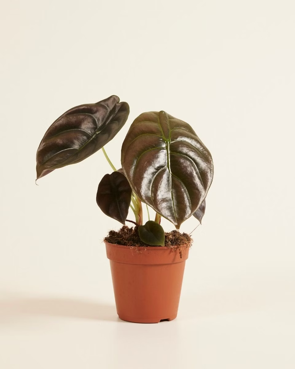 Alocasia Red Secret (Mirror plant) نبات داخلي ألوكاسيا