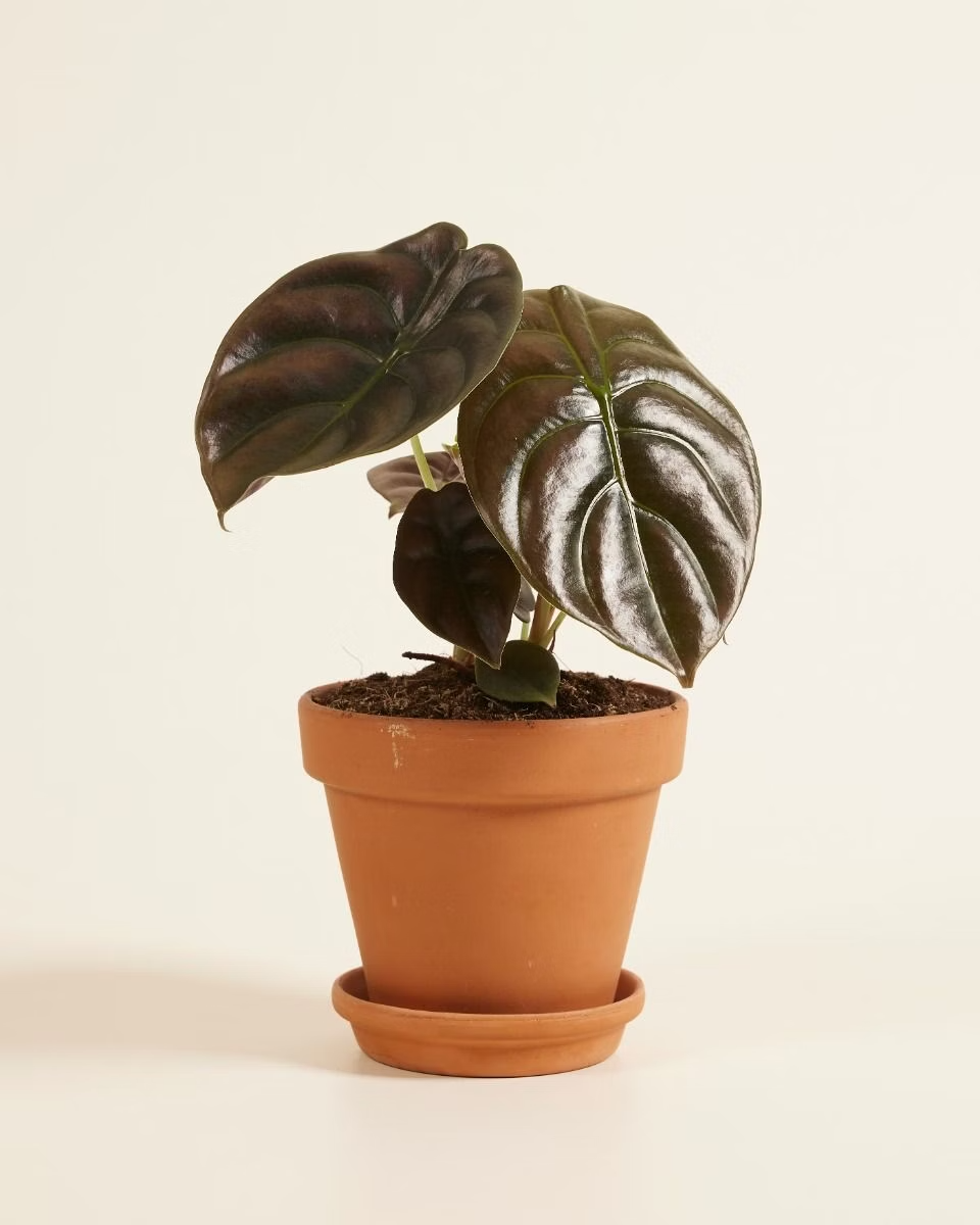 Alocasia Red Secret (Mirror plant) نبات داخلي ألوكاسيا