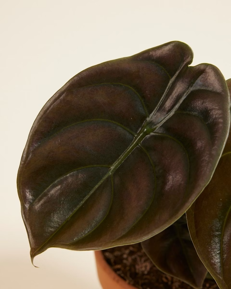 Alocasia Red Secret (Mirror plant) نبات داخلي ألوكاسيا