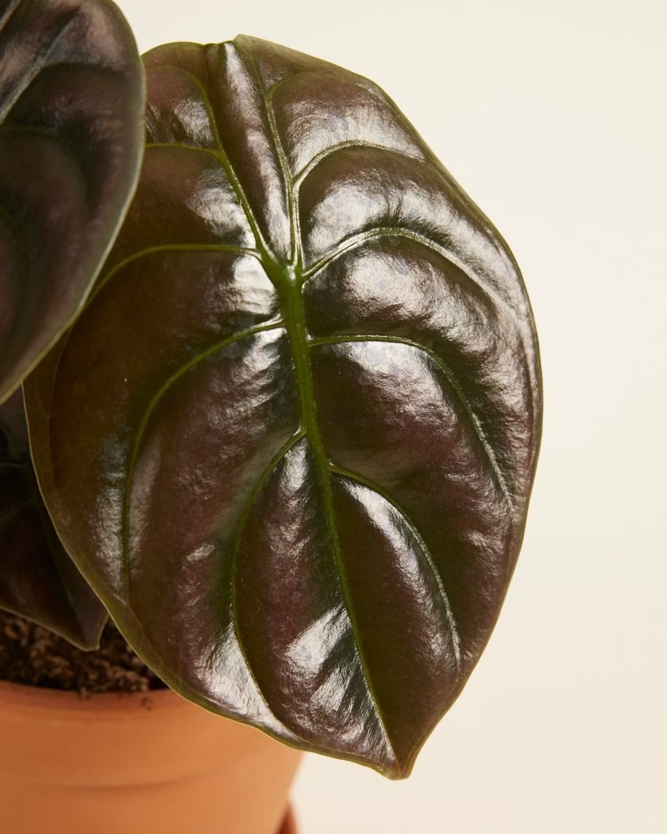 Alocasia Red Secret (Mirror plant) نبات داخلي ألوكاسيا