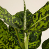 Dieffenbachia Reflector (Dump Cane)