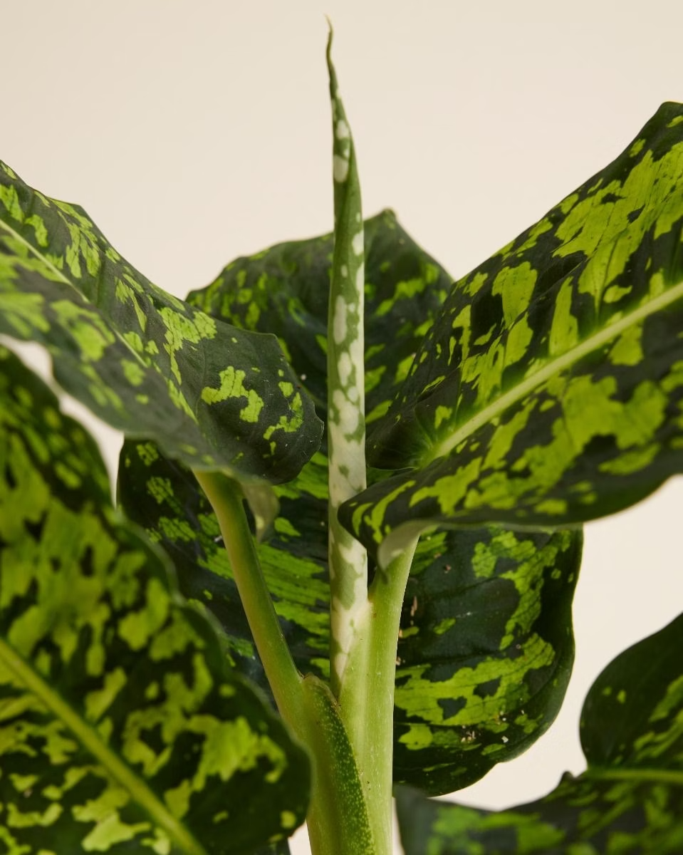 Dieffenbachia Reflector (Dump Cane)