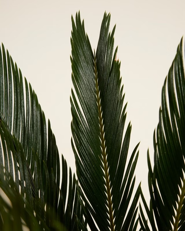 Cycas Revoluta (Sago Palm)