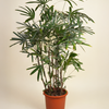 Rhapis Excelsa (Lady Palm)