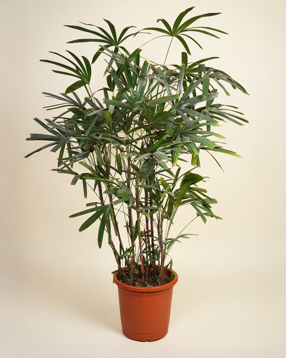 Rhapis Excelsa (Lady Palm)