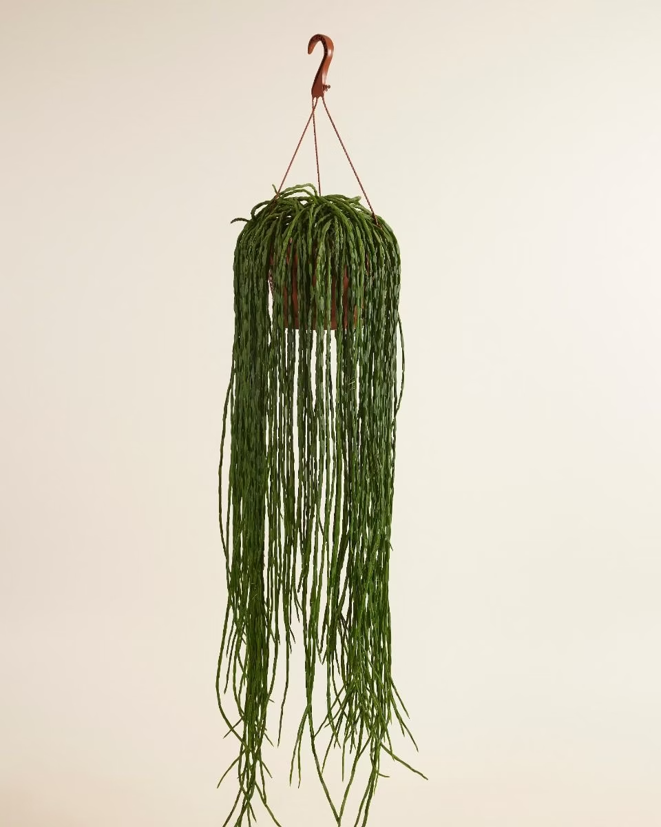 Rhipsalis Paradoxa Minor (Fishbone cactus) – NABAT